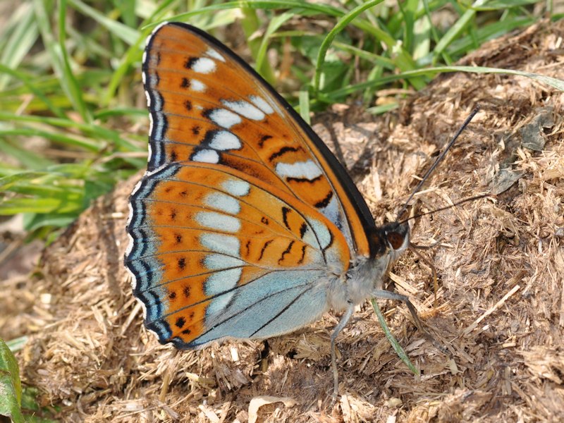 Una new entry: larva, pupa (e adulto) di Limenitis populi