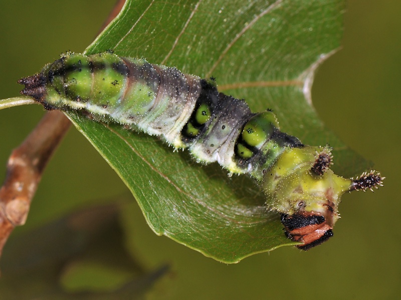 Una new entry: larva, pupa (e adulto) di Limenitis populi