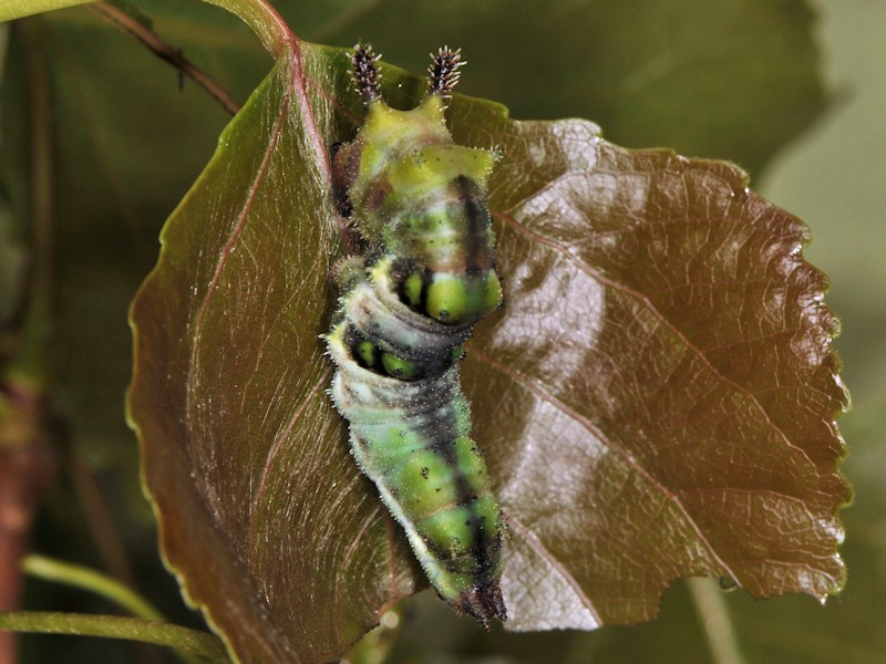 Una new entry: larva, pupa (e adulto) di Limenitis populi