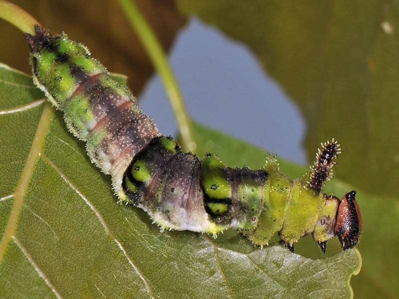 Una new entry: larva, pupa (e adulto) di Limenitis populi