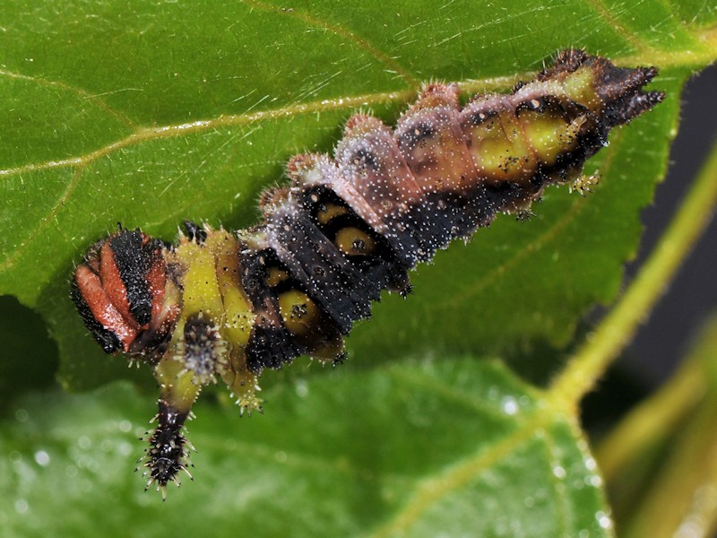 Una new entry: larva, pupa (e adulto) di Limenitis populi