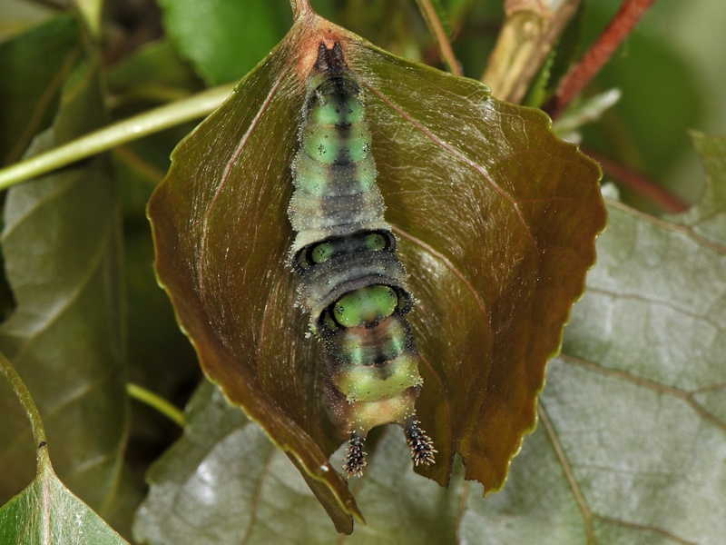 Una new entry: larva, pupa (e adulto) di Limenitis populi