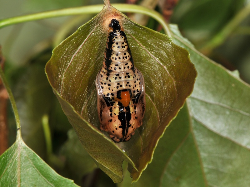 Una new entry: larva, pupa (e adulto) di Limenitis populi