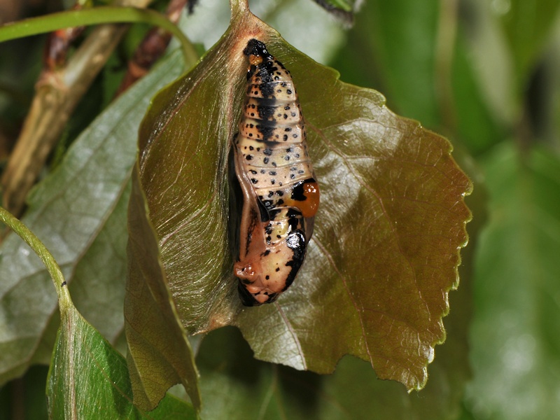 Una new entry: larva, pupa (e adulto) di Limenitis populi