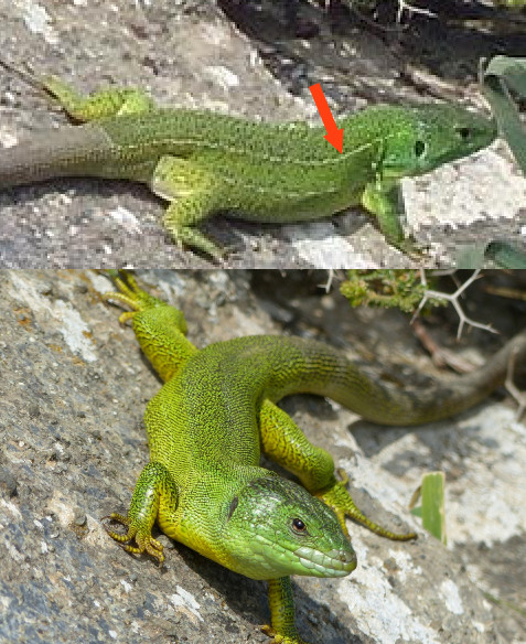 Lacerta trilineata a Creta - 4 aprile 2016