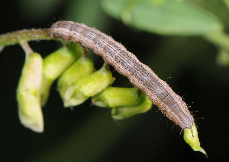 bruco: Lygephila ? - Erebidae.........dal Trentino