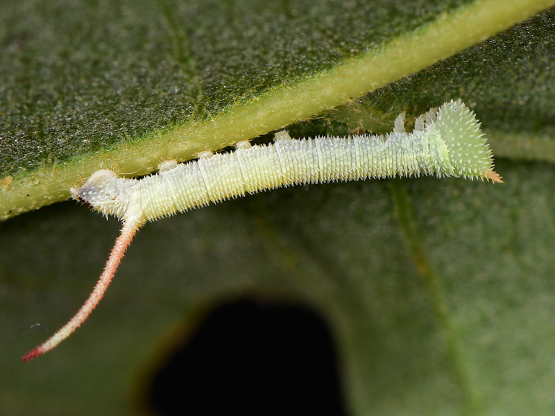 Ciclo vitale di Marumba quercus