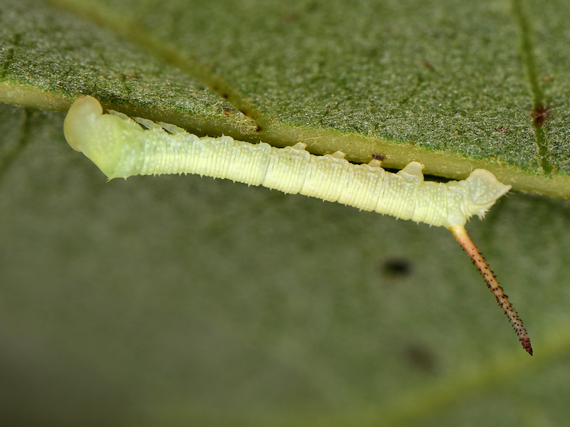 Ciclo vitale di Marumba quercus