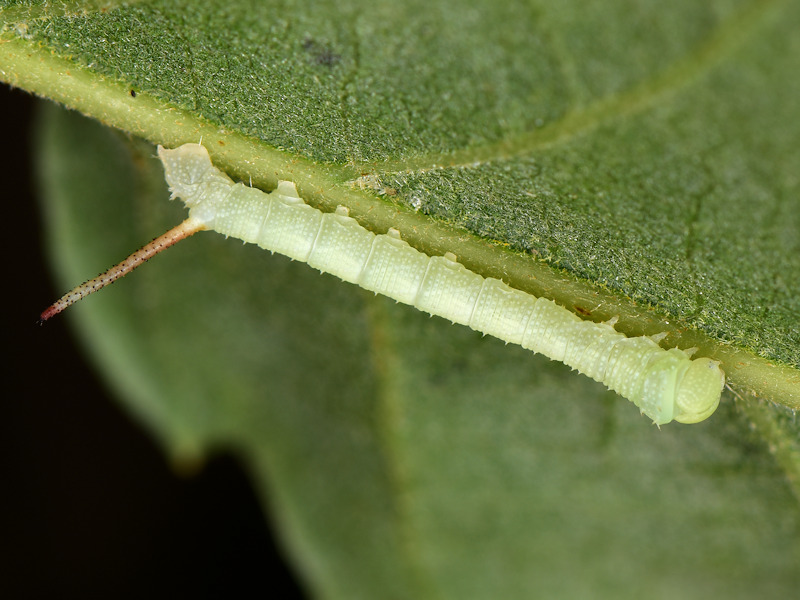 Ciclo vitale di Marumba quercus