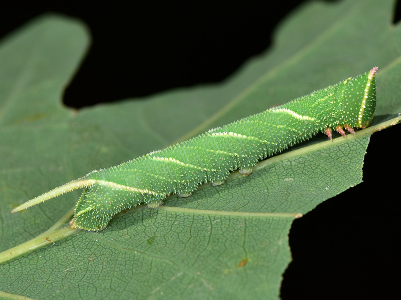 Ciclo vitale di Marumba quercus