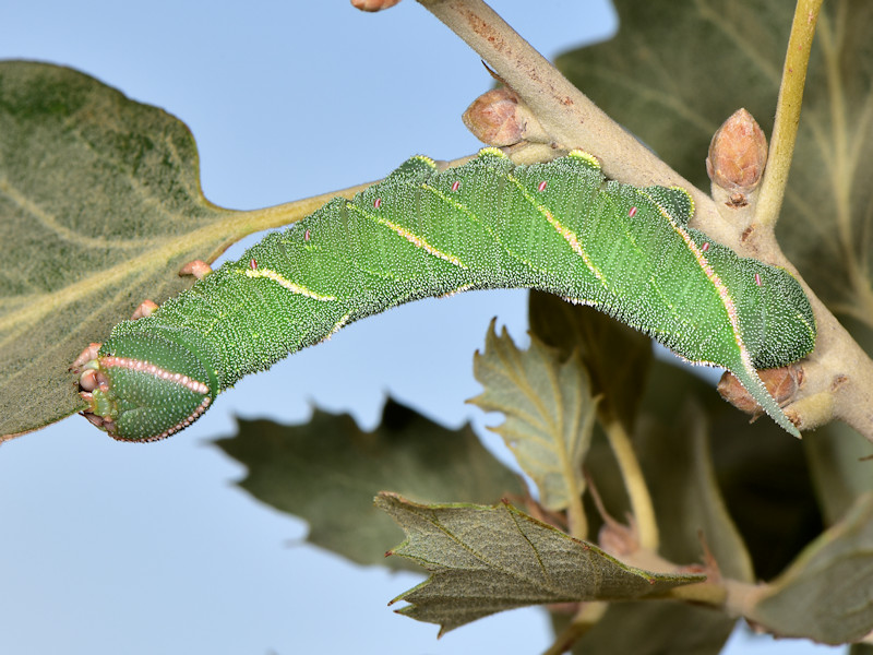 Ciclo vitale di Marumba quercus