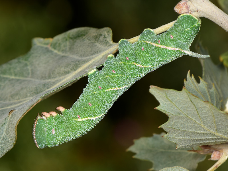 Ciclo vitale di Marumba quercus