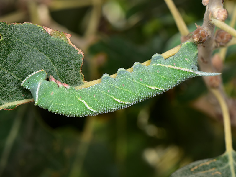 Ciclo vitale di Marumba quercus