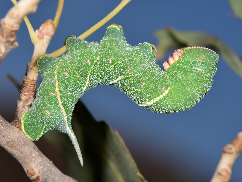 Ciclo vitale di Marumba quercus