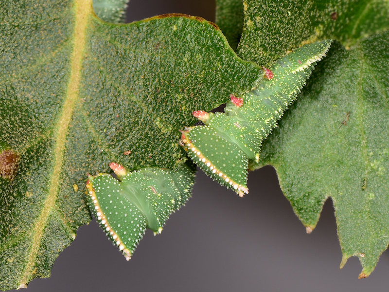 Ciclo vitale di Marumba quercus