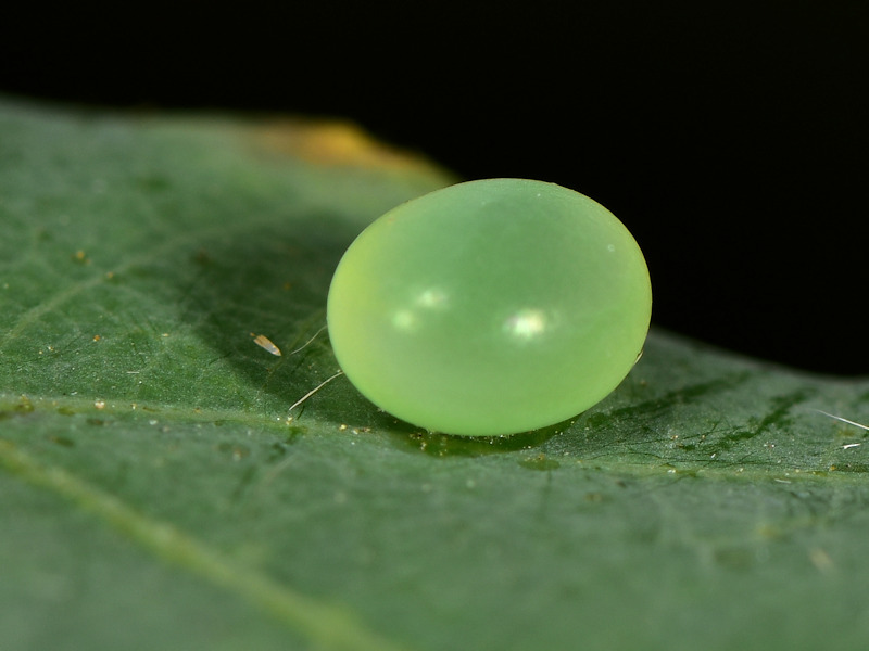 Ciclo vitale di Marumba quercus