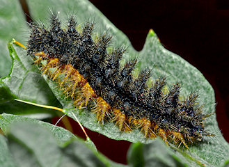 Melitaea phoebe / ornata