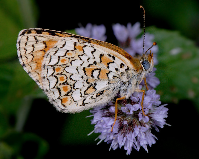 Melitaea phoebe / ornata