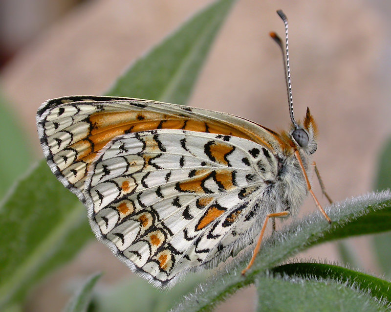 Melitaea phoebe / ornata