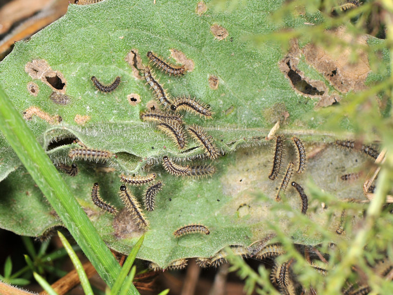 Larve nere - Melitaea phoebe, Nymphalidae