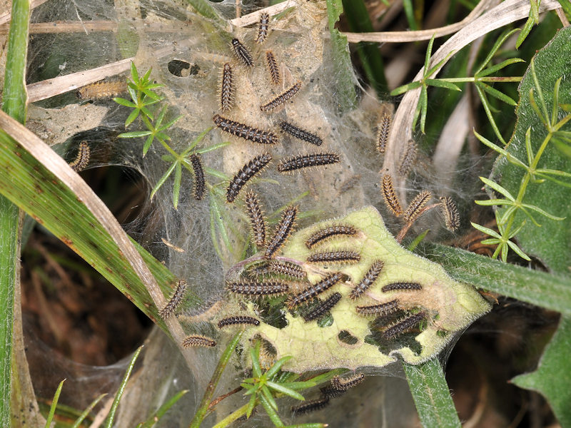 Larve nere - Melitaea phoebe, Nymphalidae