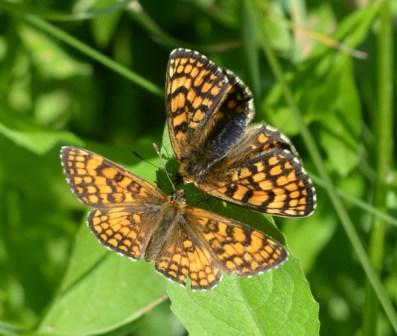 Melitaea? Melitaea nevadensis, Nymphalidae