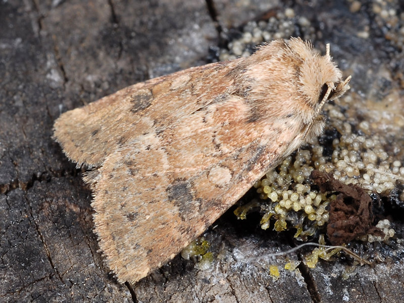 Atypha pulmonaris - Noctuidae