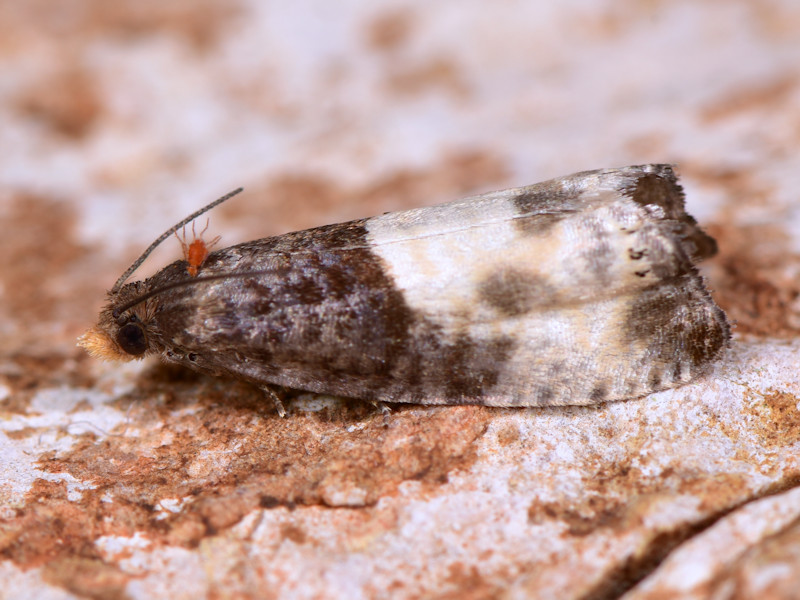 Microlepidotteri, SIC Monte Calvo e Monte Calvilli, Frosinone