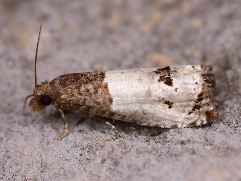 Microlepidotteri, SIC Monte Calvo e Monte Calvilli, Frosinone