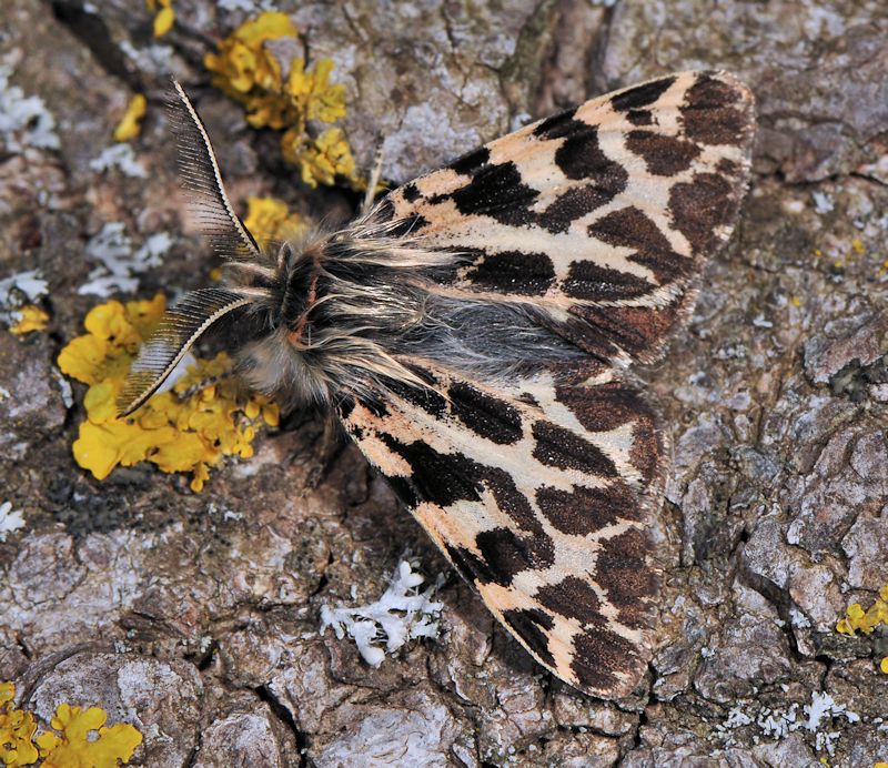 Maschio, e femmina brachittera, di Ocnogyna baetica