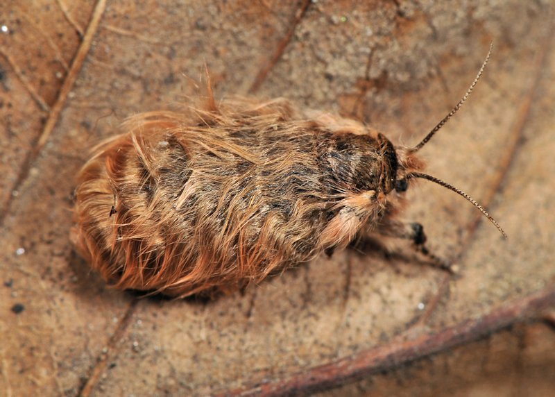 Maschio, e femmina brachittera, di Ocnogyna baetica