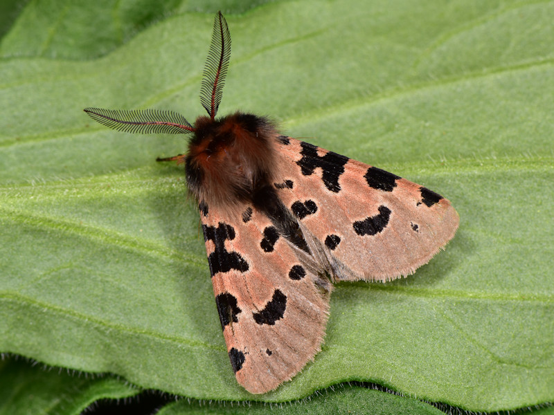 Ocnogyna zoraida - Erebidae Arctiinae