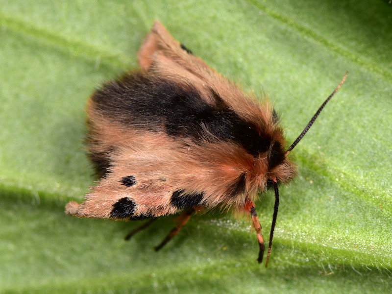 Ocnogyna zoraida - Erebidae Arctiinae