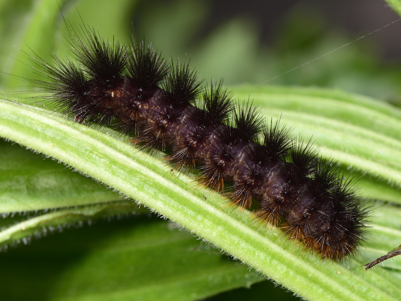 Ocnogyna zoraida - Erebidae Arctiinae