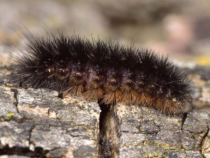 Ocnogyna zoraida - Erebidae Arctiinae