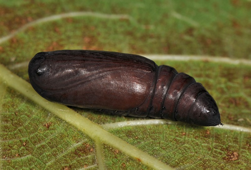 Larva, pupa e adulto di Ophiusa tirhaca