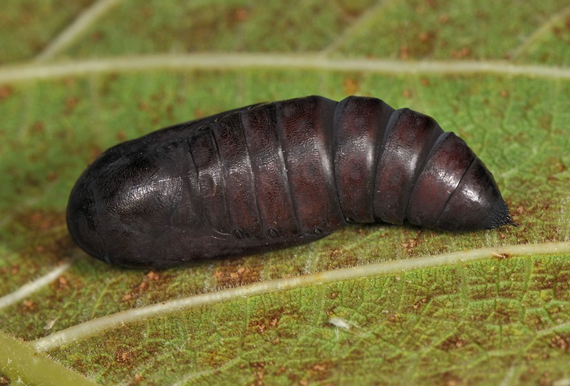 Larva, pupa e adulto di Ophiusa tirhaca