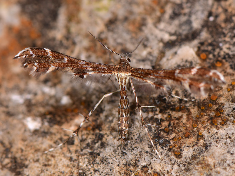 Microlepidotteri, SIC Monte Calvo e Monte Calvilli, Frosinone