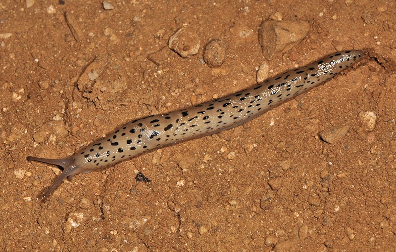 Limax conemenosi dall''isola di Serifos (Cicladi, Grecia)