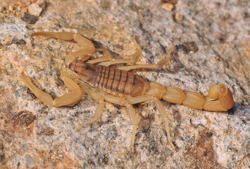 Aegaeobuthus gibbosus