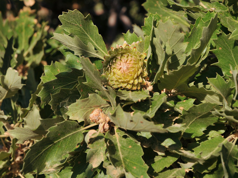 Quercus ithaburensis subsp. macrolepis / Quercia Vallonea
