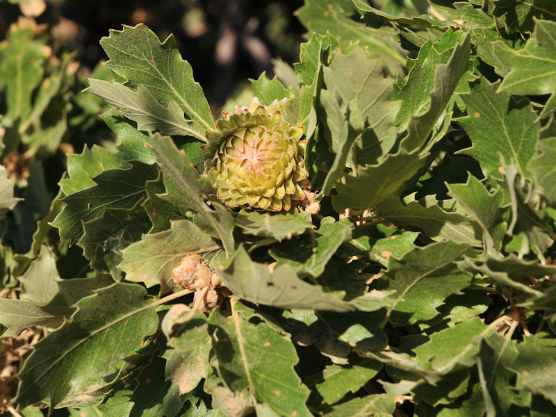 Ciclo vitale di Marumba quercus