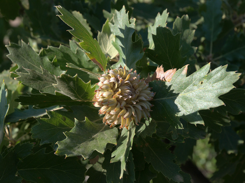 Ciclo vitale di Marumba quercus