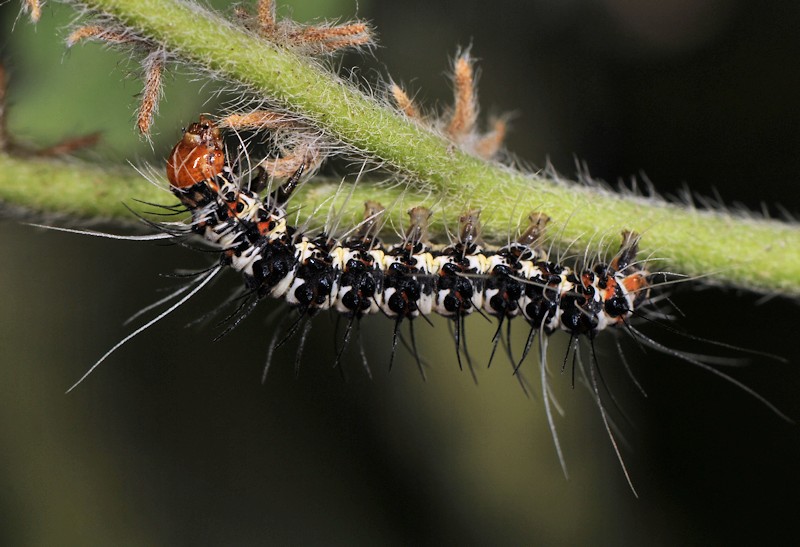 Ciclo vitale di Utetheisa pulchella - Arctiidae