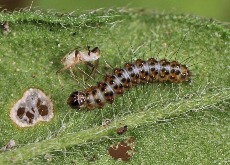 Ciclo vitale di Utetheisa pulchella - Arctiidae