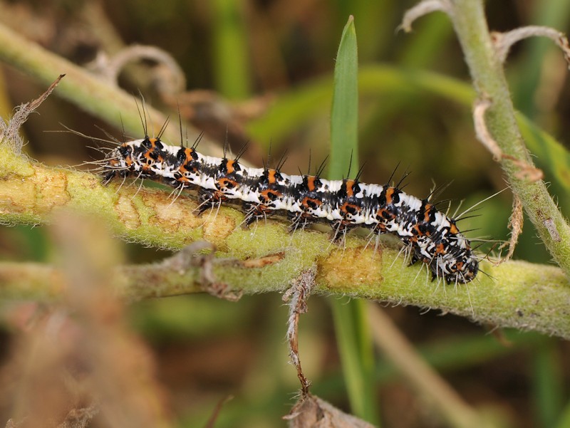 Ciclo vitale di Utetheisa pulchella - Arctiidae