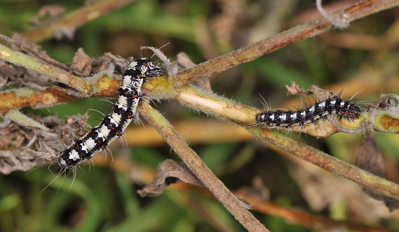 Ciclo vitale di Utetheisa pulchella - Arctiidae