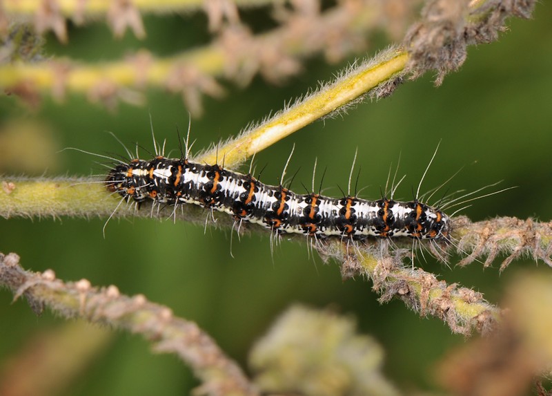 Ciclo vitale di Utetheisa pulchella - Arctiidae
