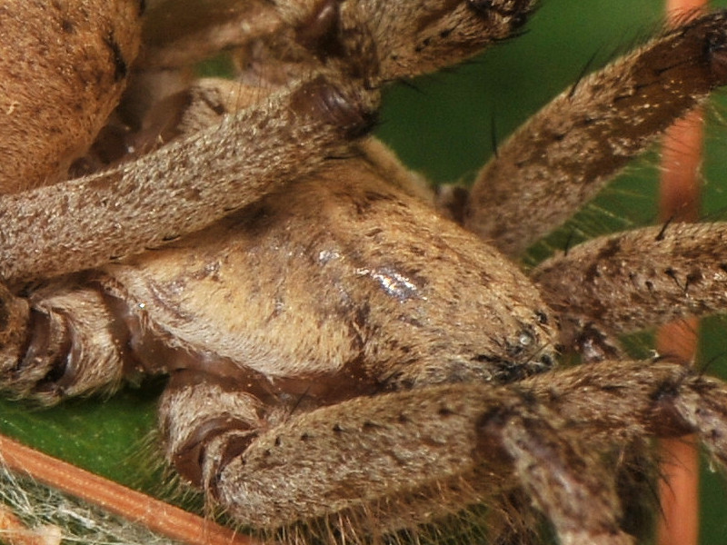 Aphantaulax sp. preda Agelena orientalis - Serifos, Grecia