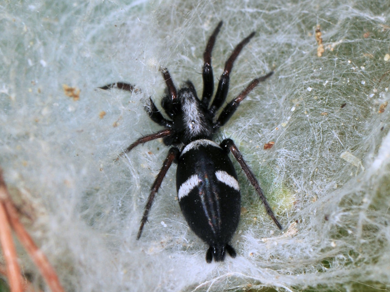 Aphantaulax sp. preda Agelena orientalis - Serifos, Grecia